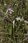 Rose pogonia <BR>Snakemouth orchid